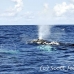 whale_humpback_h_00871_dom3003.jpg